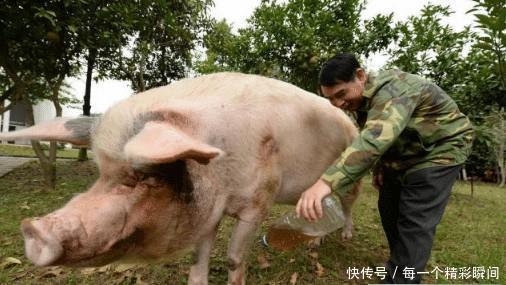 还记得那只 猪坚强 吗 传言它已经走不动了 饲养员 状态不错 能走 快资讯