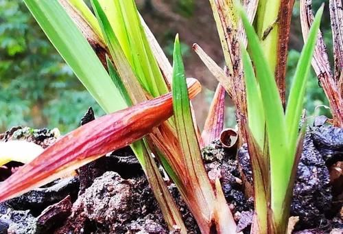 兰花叶芽与花芽的区别？虽然很好分辨，但是变化莫测