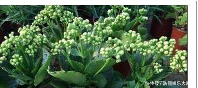 养护|用筷子戳个洞,滴上几滴“它”,“4种花”超喜欢,蹭蹭长不停!