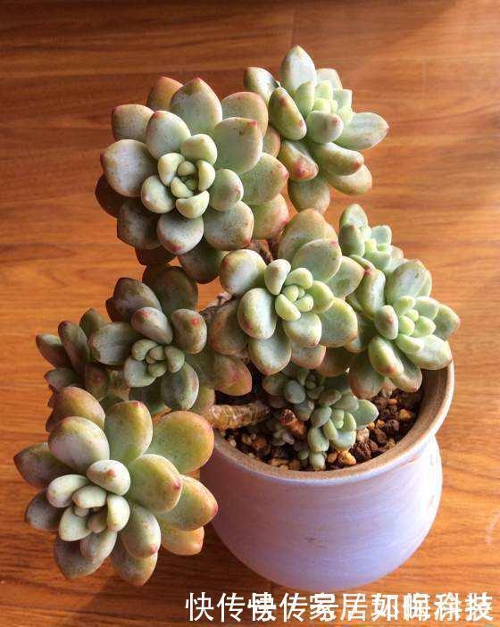 5种自带体香的多肉植物，阳台养一盆，香喷喷