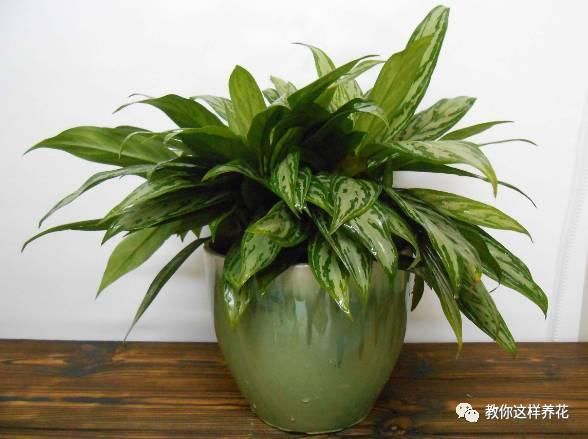 空气|专吸二手烟甲醛的花,堪比“天然净化器”,养1盆全家都健康!