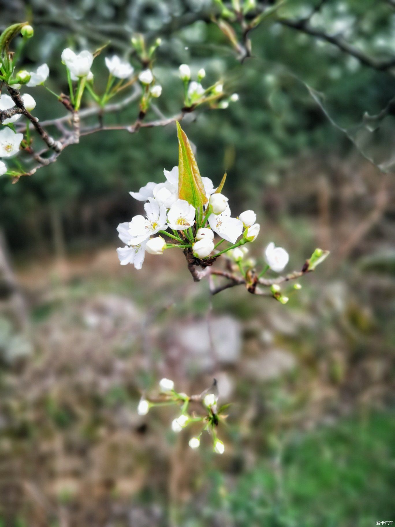 石岩|忙里偷闲，赏花踏青！