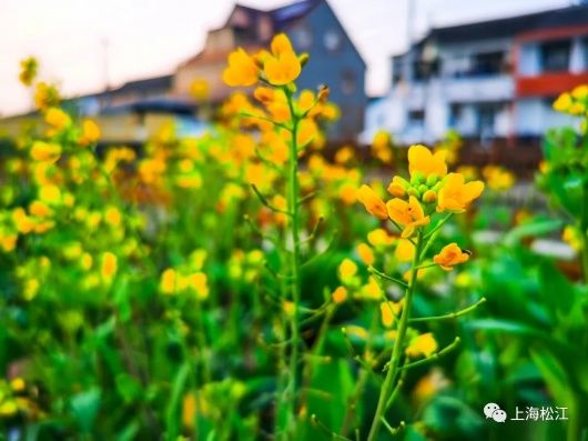 中年|春天的味道！松江这里的菜花开啦【爱申活 暖心春】