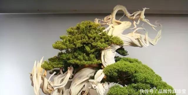 传家宝|这3种盆景可以养成传家宝,再穷也要养,越老越值钱!