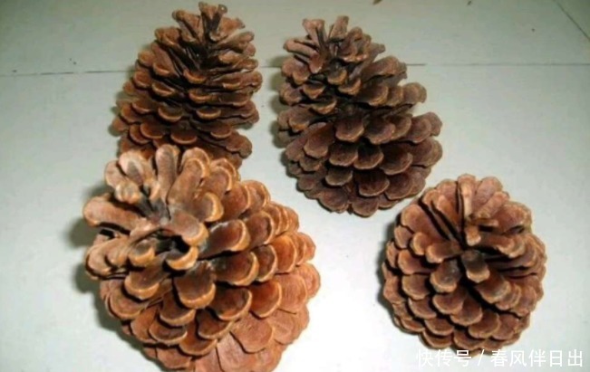 怎么让养花更富有趣味?多收集松果,学着这般处理