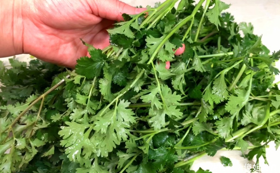 香菜|香菜别再放冰箱保存了,教你一招,芫荽一冬天都新鲜翠绿,很实用