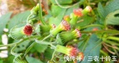 安南菜|农村一种常见野菜，农民总认为它是茼蒿，营养高，能入药治病