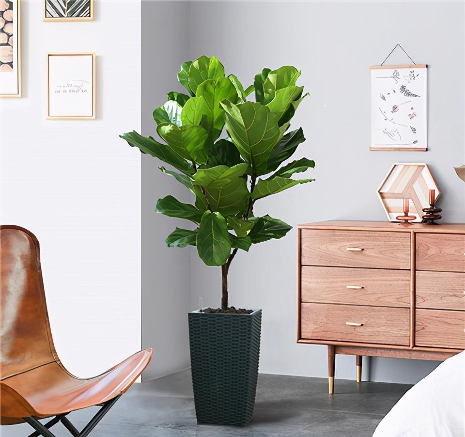 1种花,耐阴好打理,从春天开到秋天,光线不足也开花