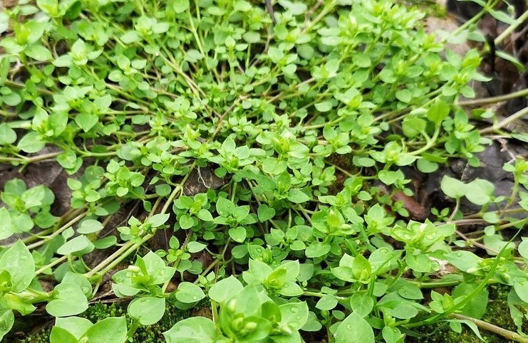 野菜|春天挖野菜，送你56种野菜大图片，带你见识不同的野菜和吃法