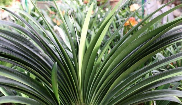 夏季的君子兰,记住几点,叶子整齐油绿纹路清晰,花期开花艳