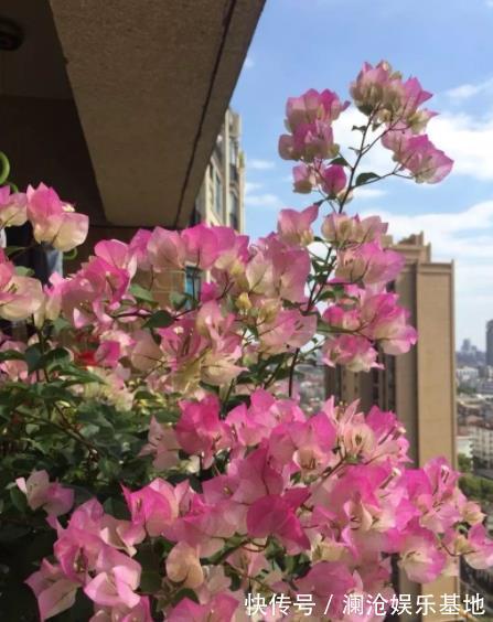 三角梅只长叶子不开花?满足2个条件很关键,掌握了快速长花苞