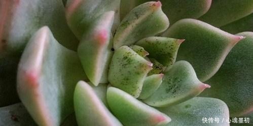 这样养花,不生虫不得病,还长得旺盛!