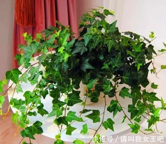 养这4种花，春天一定要“理发”，才会越长越旺，看看你家有吗！