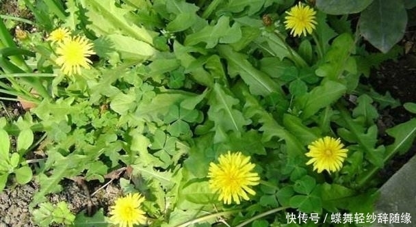 蒲公英|农村这个野草,人称它为蒲公英,还是珍贵的野菜