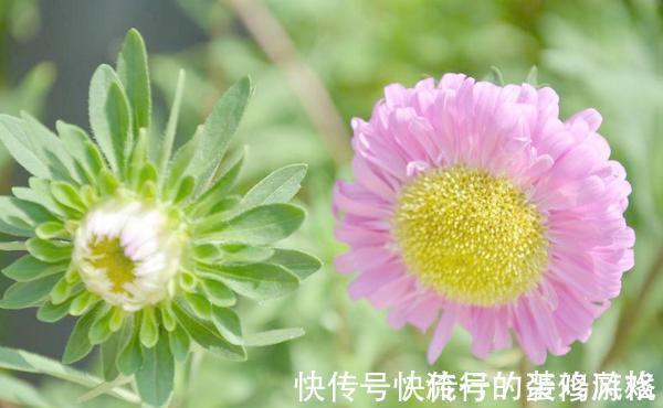 养花试试这几款,香气四溢,绿树白花,格外清新可爱