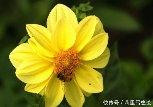 4种花是爆盆能手,开起花来拦不住,给点水就疯长