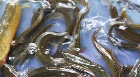 夏天养生,4种食物要多吃,袪皱淡斑,排毒瘦身,早吃早健康