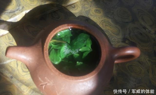 乡间味|薄荷养死两盆后,才明白的道理!薄荷养死两盆后,才明白的道理!