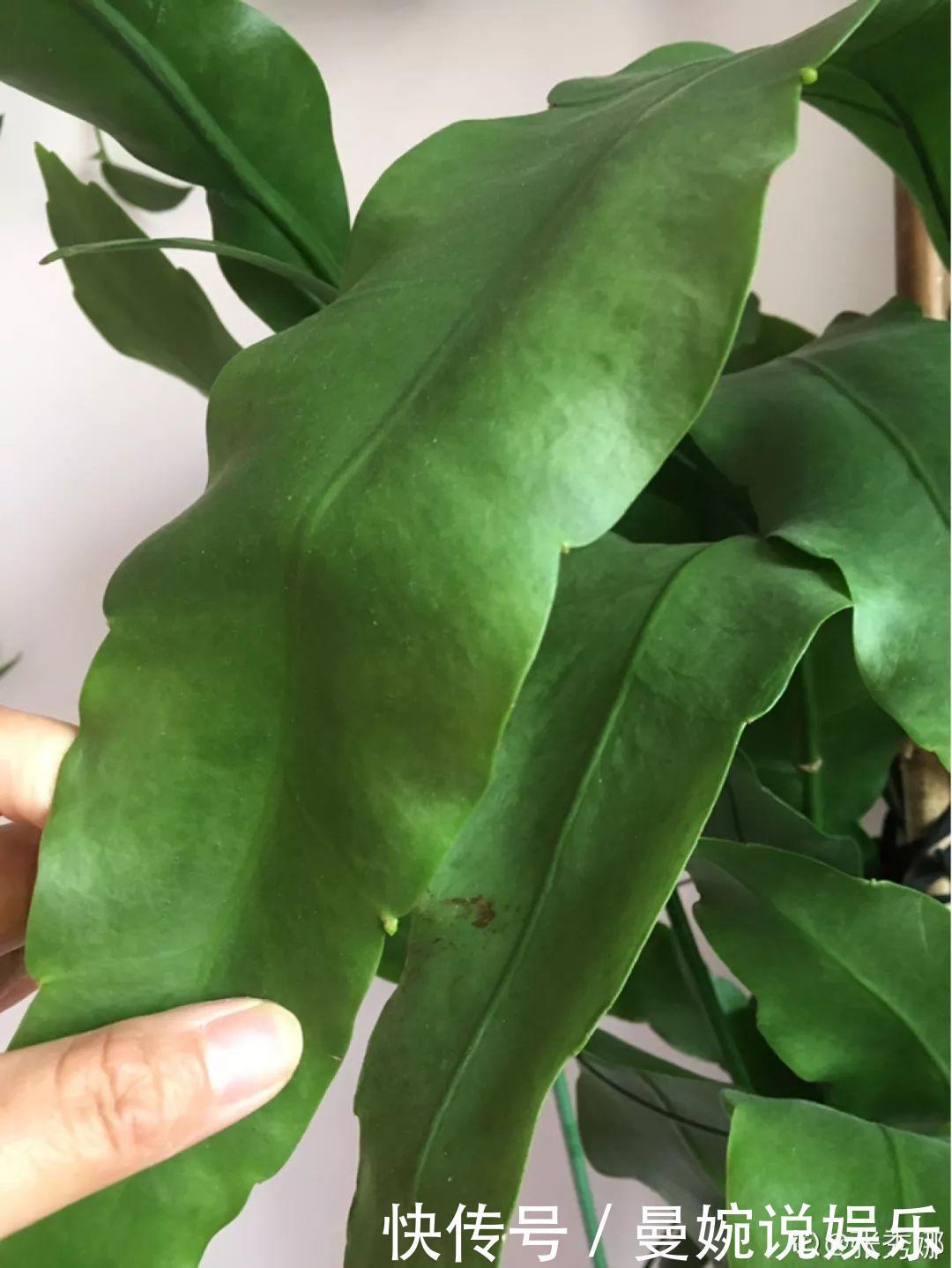 这花真稀罕,刚开花就被掐光了,花钱未必买得到!