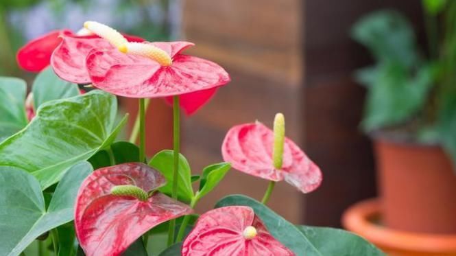 待机时间超长的3种花,一朵开100天以上,家里养一盆很喜庆