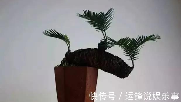4种植物挺着“大肚子”,摆在客厅,不但寓意好,而且耐旱好养