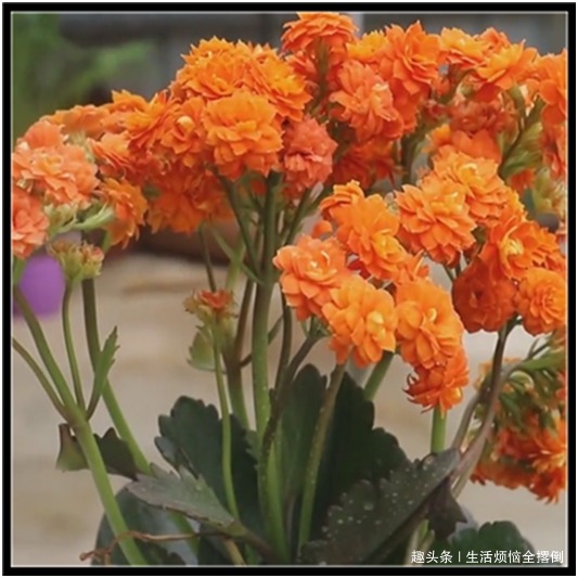 长寿花只长叶不开花,教你两招,迅速开花爆盆