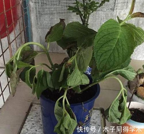 肥料|养花“杀手”的5个坏习惯,看你中了几个?怪不得你养不好花