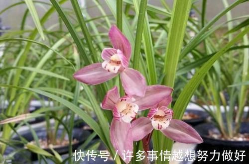 要想兰花养得好,这5步少不了,根正苗红就是这么养出来的