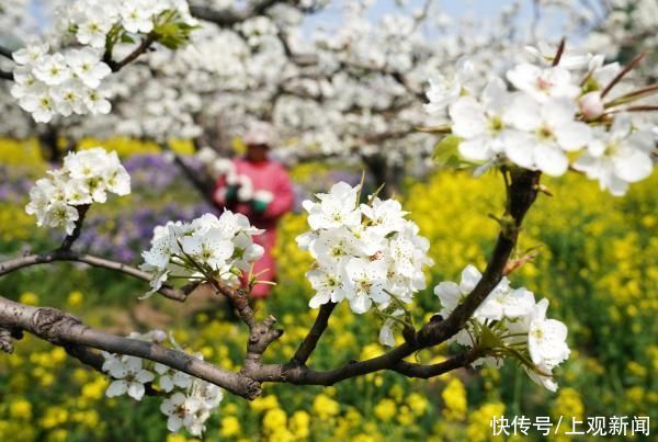 夏日|木瓜是定情之物，枇杷是乐器……夏日瓜果不只是“吃”那么简单