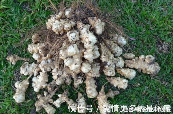姜不辣|本是入侵物种,却成了“救荒粮”,种1次管10年,现在被嫌弃
