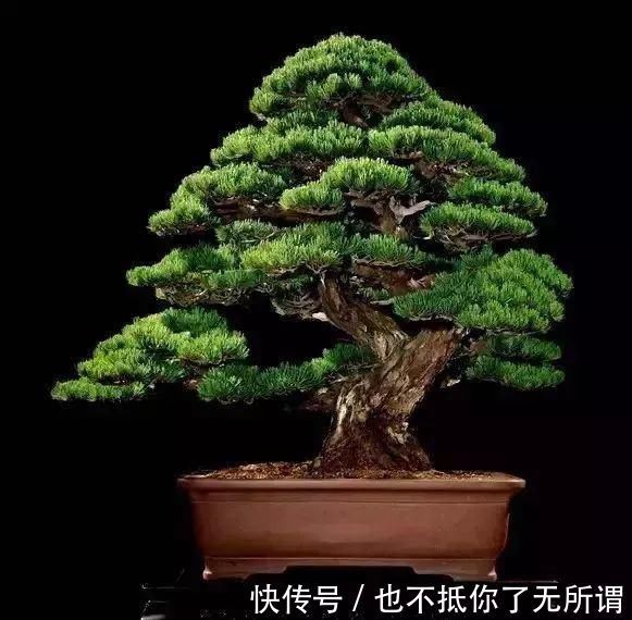 龟甲牡丹|世界上最名贵的花,一盆就是一座房子!