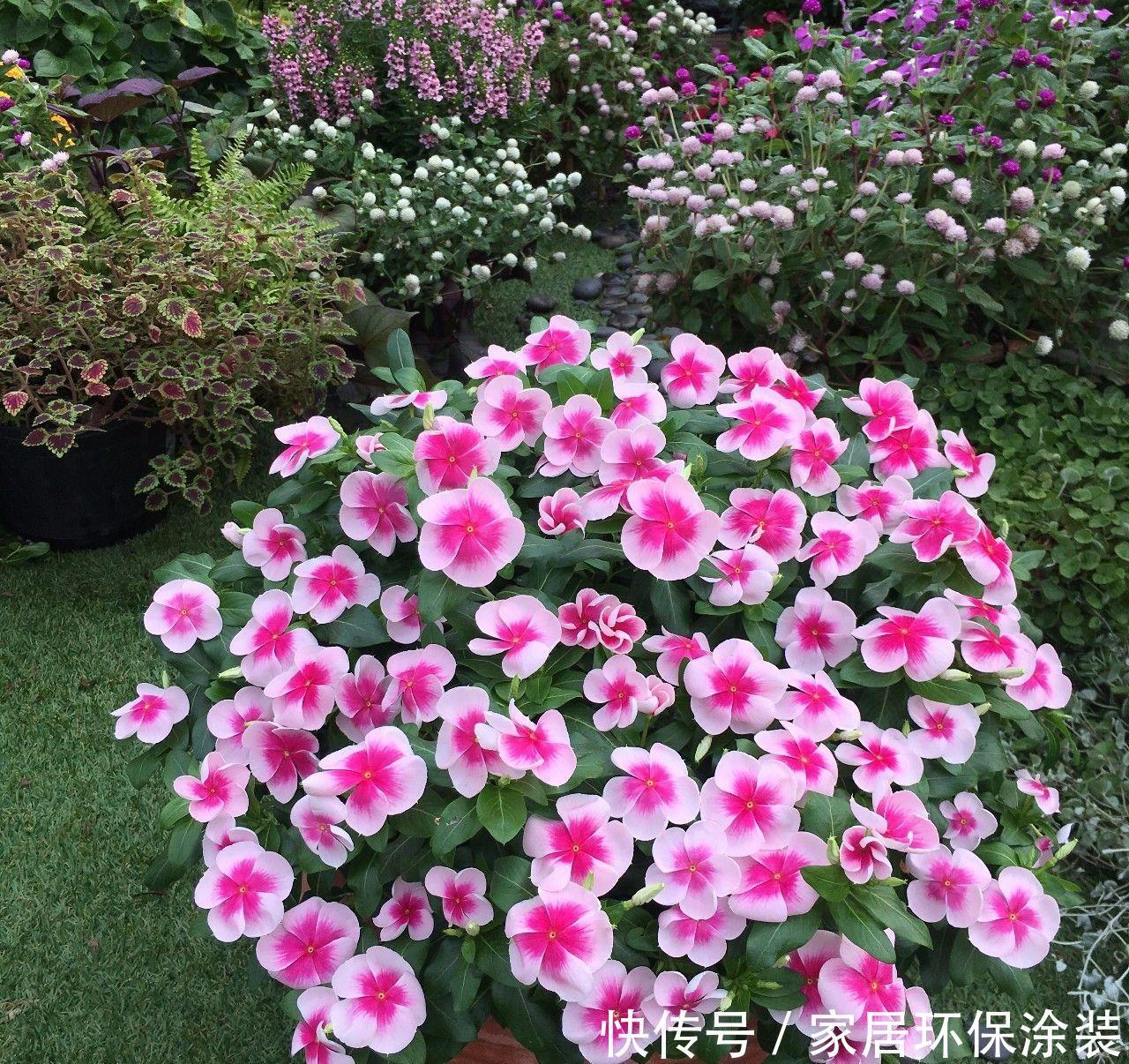 老桩|阳台养花,不用养贵的,3种“土气”花,开花“高贵”又热闹