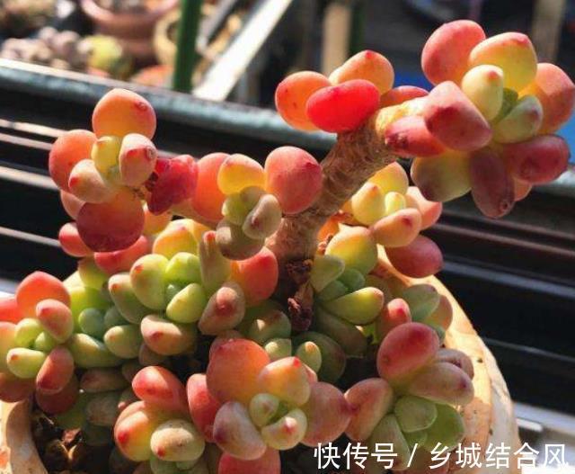 冬天养多肉植物,3个方面考虑周到,安全过冬,不烂根不黑腐