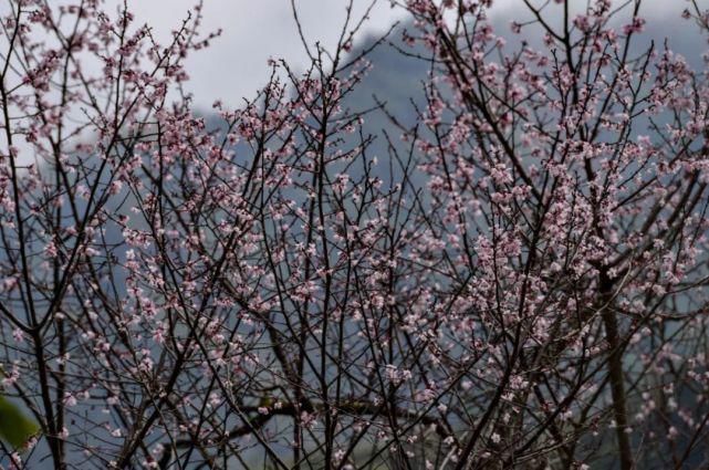 长城|这里的杏花悄悄绽放