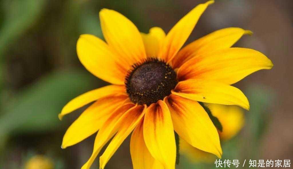 成群|路边成群盛开的黑心菊太美了,怎么养在院子里?养护技巧教给你