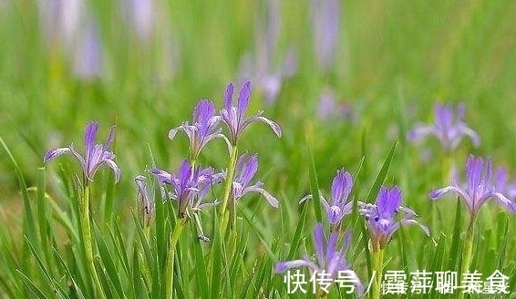 马兰|农村此菜营养丰富,能入药治病,消食除湿、清热解毒,遇到要珍惜