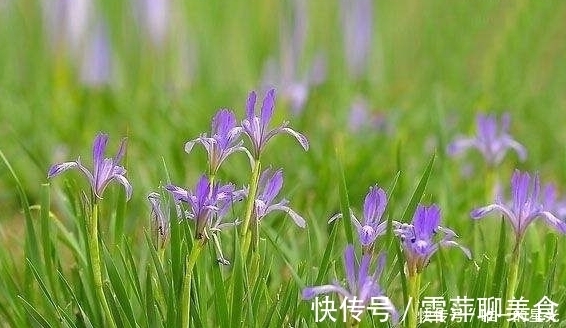 马兰|农村此菜营养丰富，能入药治病，消食除湿、清热解毒，遇到要珍惜