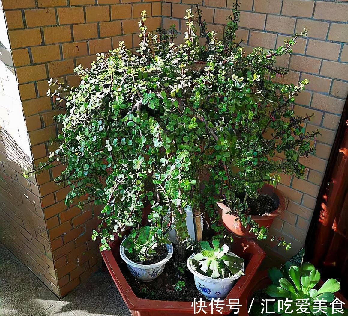 养好金枝玉叶，无非掌握5要点，做到位了，枝干粗壮嫩叶窜