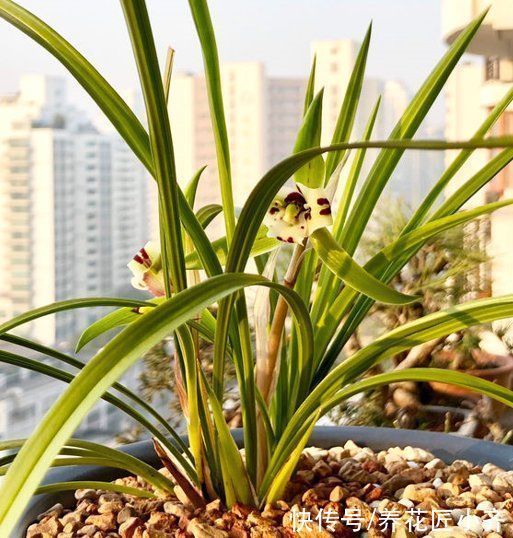 秋季兰花养护截然不同，通过3点入手，合理改变才能发新芽长花苞