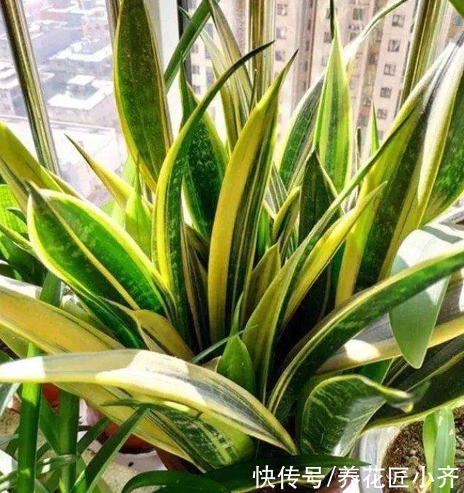 养分|养了一年的虎皮兰不生长？看看这2点，按照步骤操作就能快速冒芽