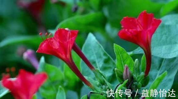 尿路感染|农村常见的“地雷花”,可以清热解毒、活血调经,再见到不要无视