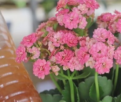 长寿花长势差用2种浇花水,1个月见效果,坚持使用花爆盆