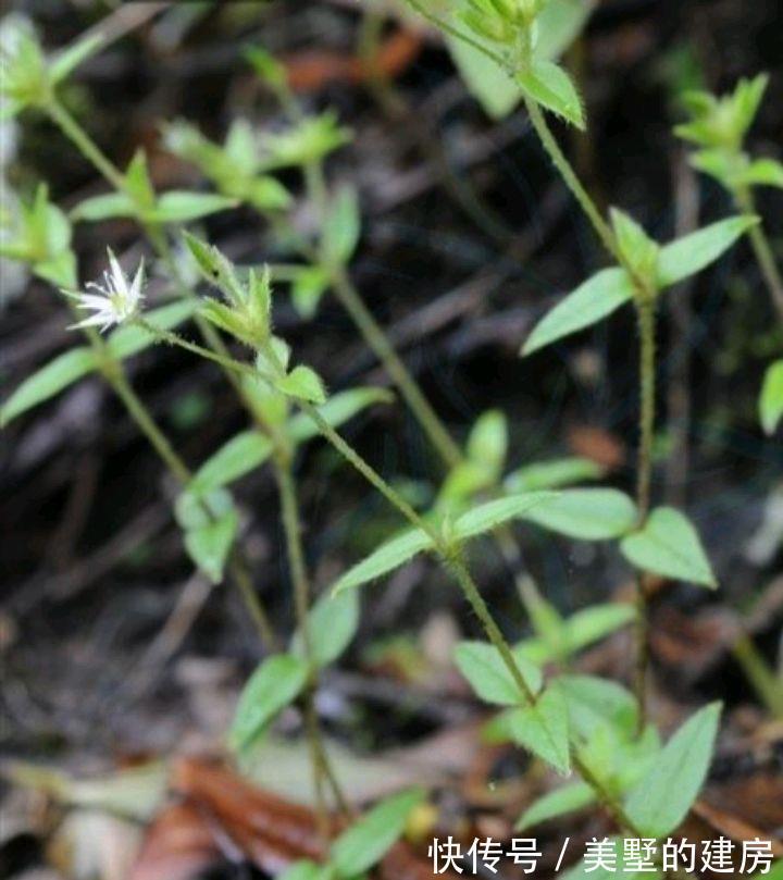鹅不食草|名字叫“鹅不食草”的植物有哪几种,你知道吗?