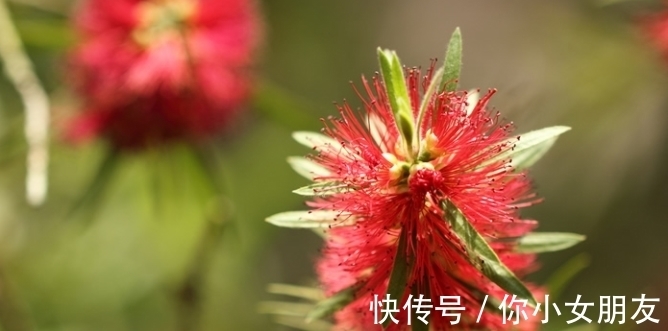 一般人都不告诉,除夕过后多养吉祥花,富贵平安,酱香四溢还开胃