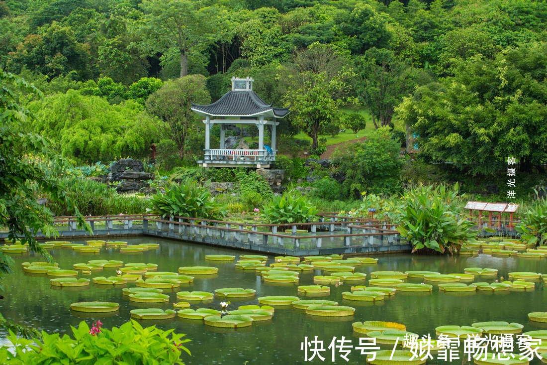 千岁|千岁苏铁最多的地方，老寿星1360多岁，与唐高宗同期