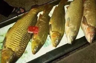 饵料|爆炸钩钓鲤鱼,一天十条大家伙绰绰有余,钓鱼钓到手发软