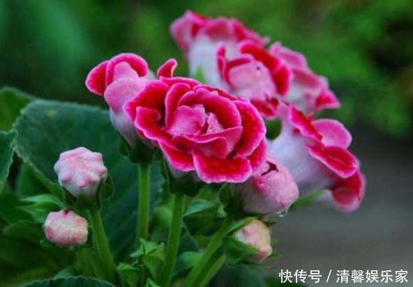 此花花大色艳，花姿妖娆仿佛是从画中而来，寓意为华美与欲望