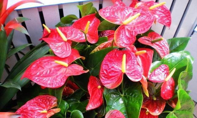 养红掌,做好“这一点”,全年疯长,叶子油绿红艳艳