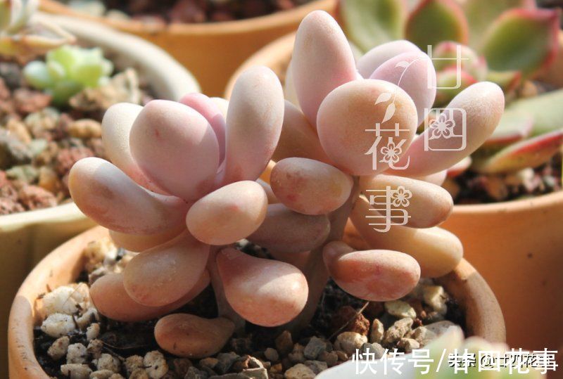 多肉只上色不长个？6点做到位，合理控水根系壮，轻松变成美胖子