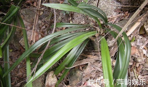 兰花|山里的极品,过去满山遍野都是,如今一株难寻,价格涨到每株2百